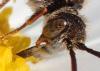 Nomada flavoguttata